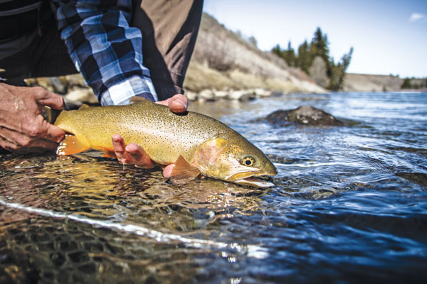 Fly Fishing