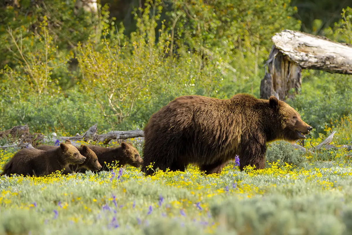 Grizzly bear mother with three cubs in a Jackson Hole meadow